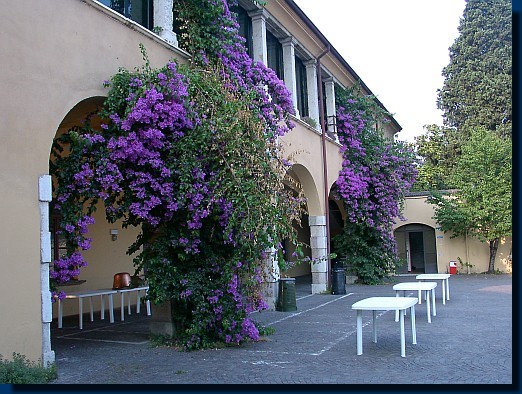 Bougaivillia oder so �hnlich