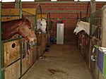 im Pferdestall